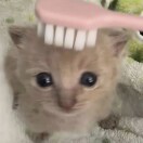 王迪