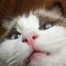 暂时快乐的水母王