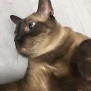 阿西