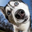 生活碎碎念的头像-博士钣金 - www.bsbanjin.com