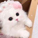 Pochacco的头像 - 校园论坛