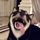 阳之光车的钢琴谱