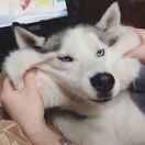 纽卡斯尔求租