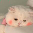 白白的头像-博士钣金 - www.bsbanjin.com