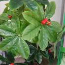 农兜App，农业短视频