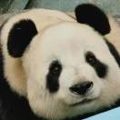 券妈妈会员: EURGBP